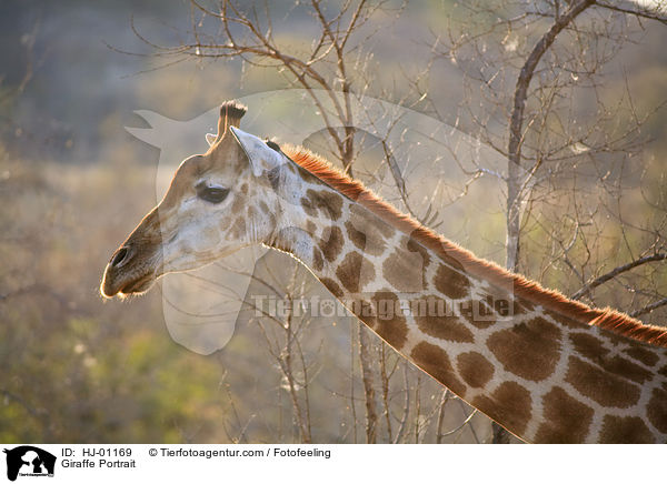 Giraffe Portrait / HJ-01169
