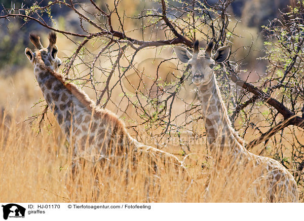 giraffes / HJ-01170