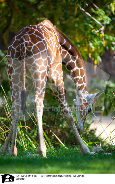 Giraffe / MAZ-04646