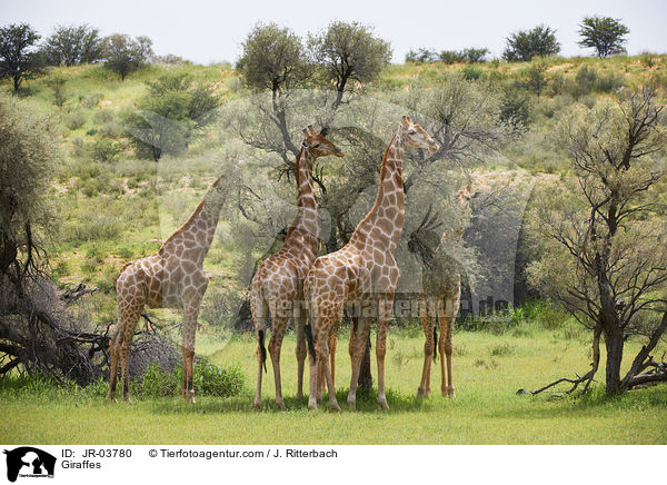 Giraffen / Giraffes / JR-03780