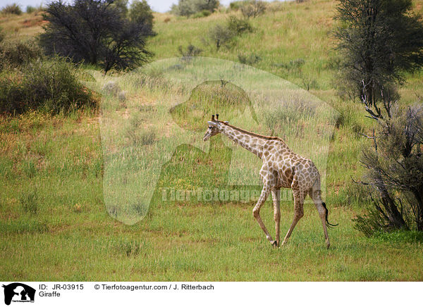 Giraffe / Giraffe / JR-03915