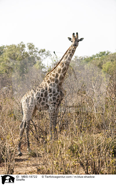 Giraffe / MBS-18722