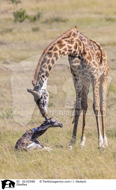 Giraffen / Giraffes / IG-02586