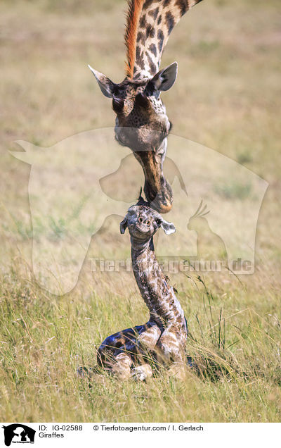 Giraffen / Giraffes / IG-02588