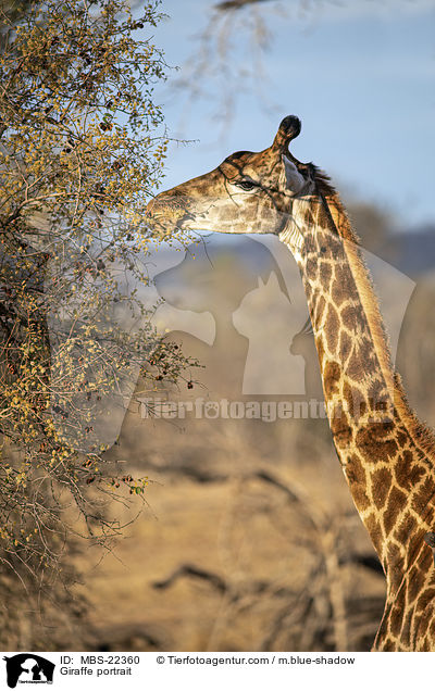 Giraffe portrait / MBS-22360