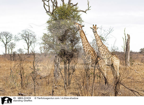standing Giraffes / MBS-22409