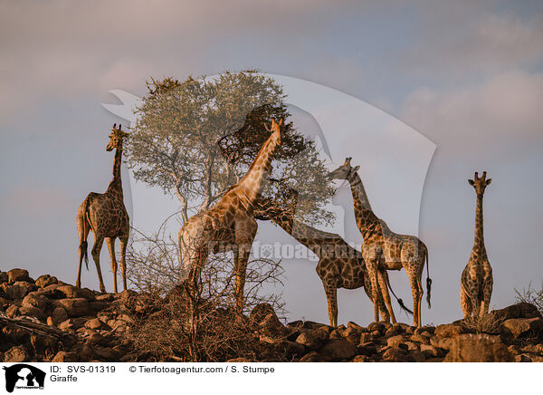 Giraffe / Giraffe / SVS-01319
