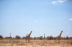 giraffes