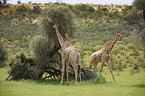 Giraffes