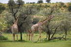Giraffes