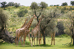 Giraffes