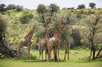 Giraffes