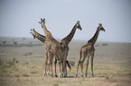 standing Giraffes