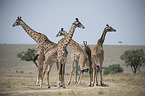 standing Giraffes