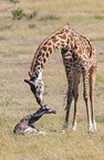 Giraffes