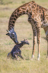 Giraffes