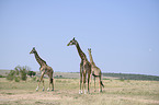 Giraffes