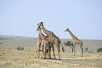 standing Giraffes