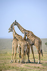 standing Giraffes