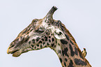 Giraffe with Red-billed Oxpecker