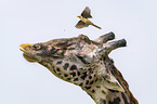 Giraffe with Red-billed Oxpecker