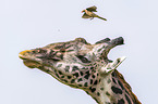 Giraffe with Red-billed Oxpecker