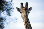 Giraffe portrait
