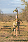standing Giraffe