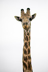 Giraffe portrait