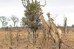 standing Giraffes