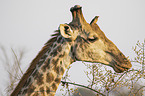 Giraffe with Red-billed Oxpecker