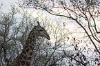Giraffe portrait