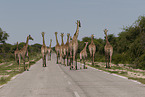Giraffes