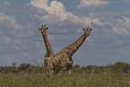 Giraffes