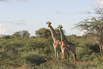 Giraffes