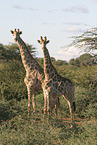 Giraffes