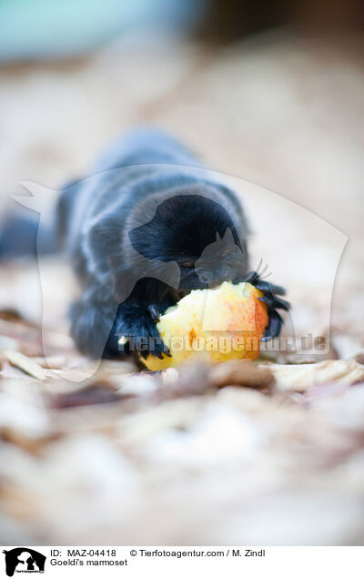 Springtamarin / Goeldi's marmoset / MAZ-04418