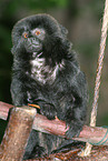 tamarin