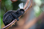 Goeldi's marmoset