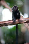 Goeldi's marmoset
