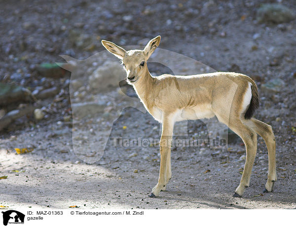 kropfgazelle / gazelle / MAZ-01363