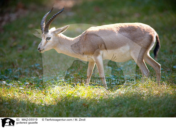 goitered gazelle / MAZ-05519