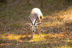 goitered gazelle