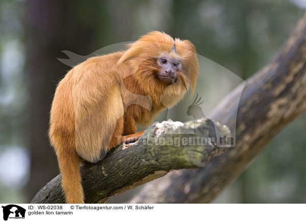 golden lion tamarin / WS-02038