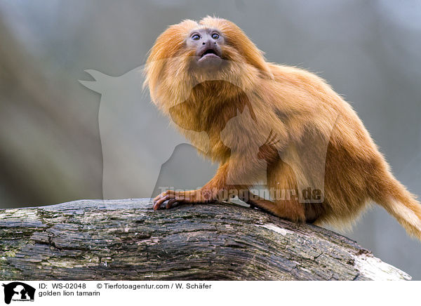 golden lion tamarin / WS-02048