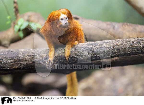 Goldenes Lwenffchen / Golden marmoset / DMS-11226