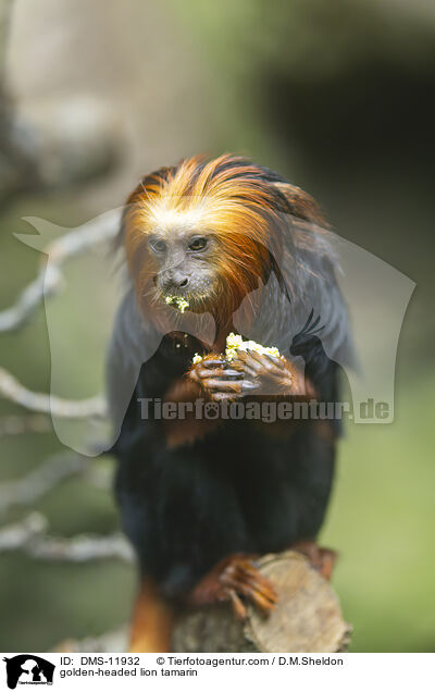 Goldkopflwenffchen / golden-headed lion tamarin / DMS-11932