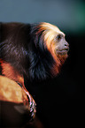golden-headed lion tamarin