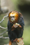 golden-headed lion tamarin