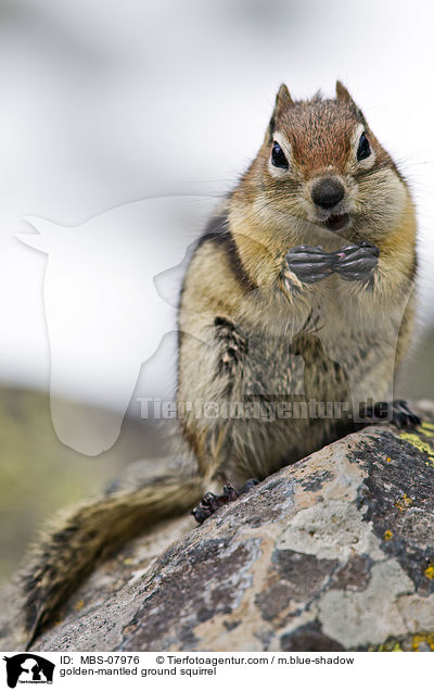 Goldmantel-Ziesel / golden-mantled ground squirrel / MBS-07976